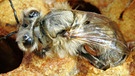 Honigbiene mit einer Varroa-Milbe an der Bauch-Unterseite | Bild: picture-alliance/dpa