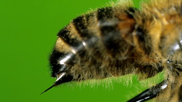 Hinterleib einer Biene mit Stachel. Bienen stechen, um sich zu verteidigen. Nachdem sie gestochen haben, sterben sie. | Bild: picture alliance / WILDLIFE | WILDLIFE/F.Stich