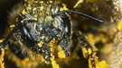 Schoeterich-Mauerbiene-Weibchen entfernt vor der Nestbelegung Weidenpollen aus dem Vorjahr. | Bild: picture-alliance/dpa