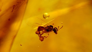 Biene im Bernstein, mit eingeschlossen: Pollen. | Bild: picture-alliance/dpa