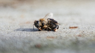 Eine tote Biene. | Bild: BR/Julia Müller