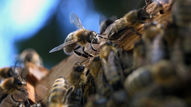Bienen der Rasse Carnica sammeln sich in einer Imkerschule in Bayern. | Bild: Karl-Josef Hildenbrand/dpa