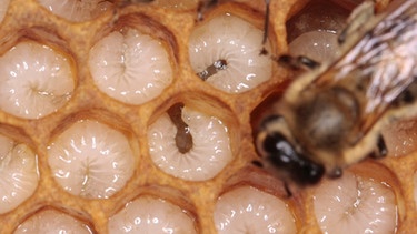 Bienenbrut in Wabenzellen | Bild: picture-alliance/dpa