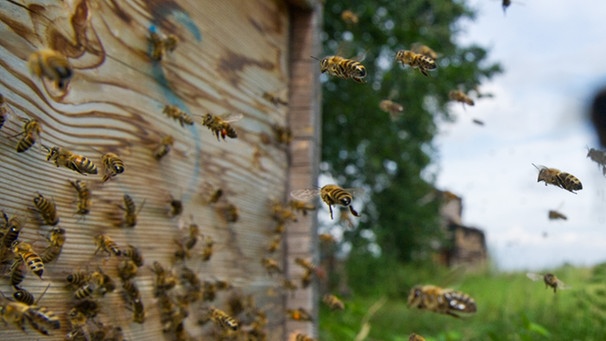 Bienen fliegen in Bienenstock | Bild: picture-alliance/dpa