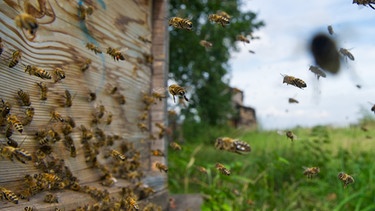 Bienen fliegen in Bienenstock | Bild: picture-alliance/dpa
