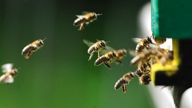 Bienen fliegen zum Bienenstock | Bild: picture-alliance/dpa
