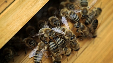 Großes Bienensterben ist ein weltweites Phänomen, hier: Bienen verlassen einen Bienenstock. | Bild: Fredrik von Erichsen/dpa
