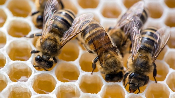 Honigbienen auf Waben | Bild: picture-alliance/dpa