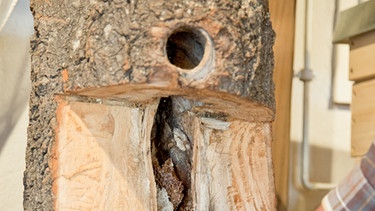 Aufgeschnittener Baumstamm mit Honigwaben, die von Bienen gebaut worden sind. | Bild: picture-alliance/dpa
