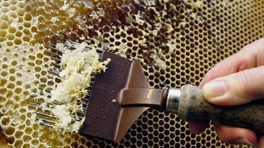 Ein Imker kratzt die Wachsdeckel von den Honig gefüllten Waben | Bild: picture-alliance/dpa