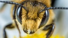 Wildbienen - Blattschneidebiene in Nahaufnahme, sie blickt "in" die Kamera | Bild: picture alliance / blickwinkel/W. Willner | W. Willner