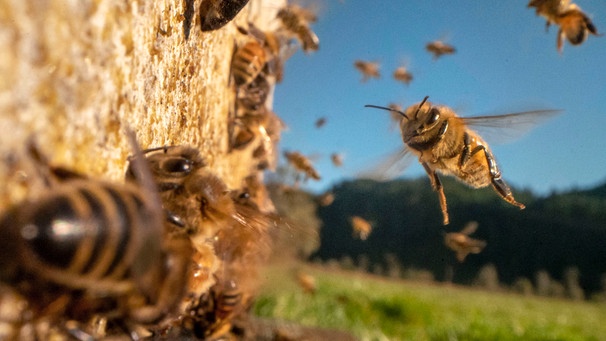 Bienen fliegen um den Bienenstock herum, Nahaufnahme, im Hintergrund blauer Himmel und eine Wiese. | Bild: picture alliance / ZUMAPRESS.com | Robin Loznak