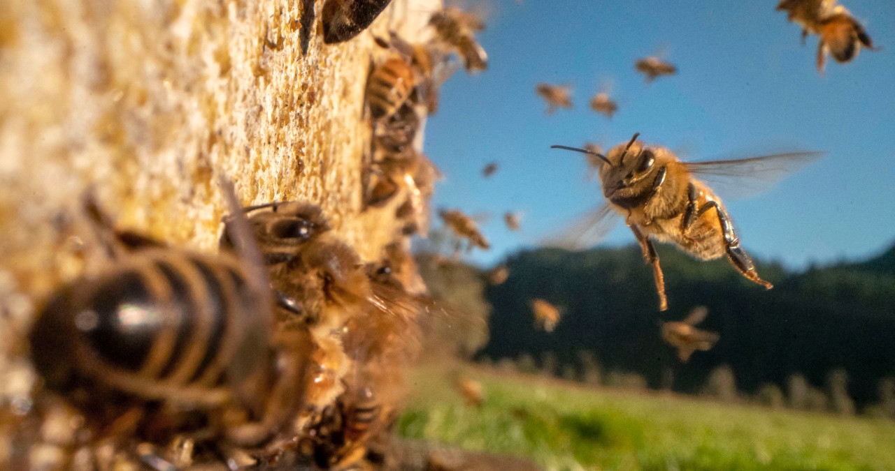 Bienen fliegen um den Bienenstock herum, Nahaufnahme, im Hintergrund blauer Himmel und eine Wiese. | Bild: picture alliance / ZUMAPRESS.com | Robin Loznak