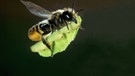 Wildbienen - eine Rosenblattschneiderbiene trägt zwischen ihren Beinchen ein rundes Stückchen Blatt, das sie aus einem Rosenblatt herausgeschnitten hat. Sie fliegt.  | Bild: picture alliance / blickwinkel/J. Meul-Van Cauteren | J. Meul-Van Cauteren