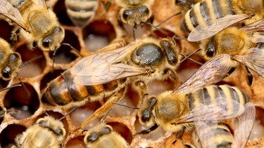 Bienenkönigin mit Arbeitern | Bild: picture-alliance/dpa
