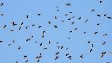 Ein Bienenschwarm vor blauem Himmel. | Bild: picture-alliance/dpa