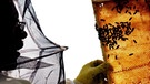 Imker mit Wabe. Bienen machen seit Jahren die Varroa-Milbe, andere Parasiten, Insektizide und ein einseitiger Speiseplan aufgrund der modernen Agrarlandschaft zu schaffen. | Bild: picture-alliance/dpa