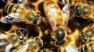 Bienen im Bienenstock mit Königin | Bild: colourbox.com