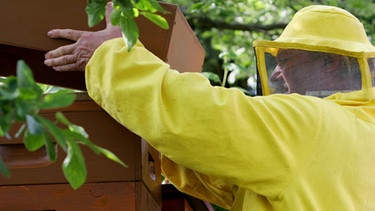 Ein Imker bei seinem Bienenstock | Bild: picture-alliance/dpa