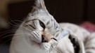 Katze kratzt sich. | Bild: picture-alliance/dpa Themendienst