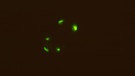 Glühwürmchen leuchten zur Paarungszeit im Juni und Juli, um einen Partner zu finden. Die Weibchen können nicht fliegen und warten leuchtend im Gras. Bei uns gibt es drei Arten von Glühwürmchen:  den Kleinen Leuchtkäfer (auch: Gemeines Glühwürmchen, Lamprohiza splendidula), Großen Leuchtkäfer (Lampyris noctiluca) und den Kurzflügel-Leuchtkäfer (Phosphaenus hemipterus). | Bild: picture-alliance/dpa/WILDLIFE
