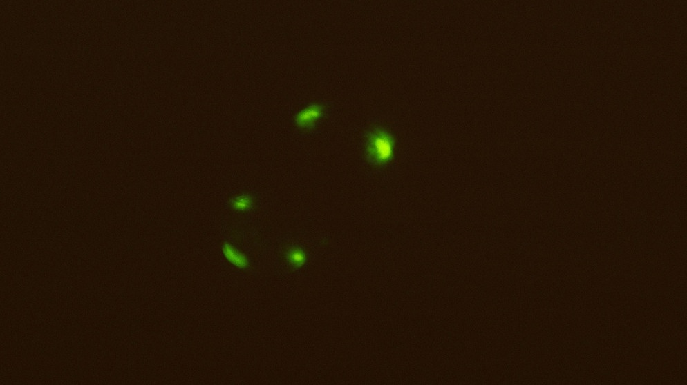 Glühwürmchen leuchten zur Paarungszeit im Juni und Juli, um einen Partner zu finden. Die Weibchen können nicht fliegen und warten leuchtend im Gras. Bei uns gibt es drei Arten von Glühwürmchen:  den Kleinen Leuchtkäfer (auch: Gemeines Glühwürmchen, Lamprohiza splendidula), Großen Leuchtkäfer (Lampyris noctiluca) und den Kurzflügel-Leuchtkäfer (Phosphaenus hemipterus). | Bild: picture-alliance/dpa/WILDLIFE