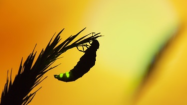 Glühwürmchen leuchten dank Biolumineszenz. Hier sitzt das Weibchen auf einem Halm und wartet auf einen anderen Großen Leuchtkäfer. In Deutschland gibt es außerdem noch Kleine Leuchtkäfer (auch: Gemeines Glühwürmchen, Lamprohiza splendidula) und den Kurzflügel-Leuchtkäfer (Phosphaenus hemipterus). | Bild: picture alliance/Photoshot