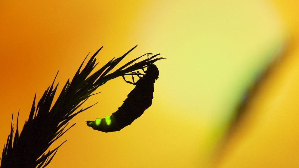 Glühwürmchen leuchten dank Biolumineszenz. Hier sitzt das Weibchen auf einem Halm und wartet auf einen anderen Großen Leuchtkäfer. In Deutschland gibt es außerdem noch Kleine Leuchtkäfer (auch: Gemeines Glühwürmchen, Lamprohiza splendidula) und den Kurzflügel-Leuchtkäfer (Phosphaenus hemipterus). | Bild: picture alliance/Photoshot