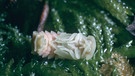 Nach dem Glühwürmchen-Larvenstadium folgt die Verpuppung. Hier eine Puppe eines Kleinen Leuchtkäfers (Lamprohiza splendidula). Fliegende Glühwürmchen sind bei uns immer männliche Kleine Leuchtkäfer (auch: Gemeines Glühwürmchen). In Deutschland gibt es außerdem den Großen Leuchtkäfer (Lampyris noctiluca) und den Kurzflügel-Leuchtkäfer (Phosphaenus hemipterus). | Bild: picture alliance/blickwinkel