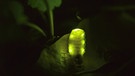 Glühwürmchen leuchten dank Biolumineszenz. Fliegende Glühwürmchen sind bei uns immer männliche Kleine Leuchtkäfer (auch: Gemeines Glühwürmchen, Lamprohiza splendidula). Hier sitzt ein Weibchen im Gras. In Deutschland gibt es außerdem den Großen Leuchtkäfer (Lampyris noctiluca) und den Kurzflügel-Leuchtkäfer (Phosphaenus hemipterus). | Bild: picture alliance/blickwinkel