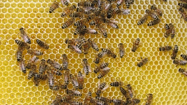Honigbienen sitzen auf Waben, das Insekt ist ein Nutztier für Honig aber auch vom Bienensterben betroffen. | Bild: picture-alliance/dpa
