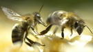 Zwei Honigbienen auf einer Blüte | Bild: picture-alliance/dpa