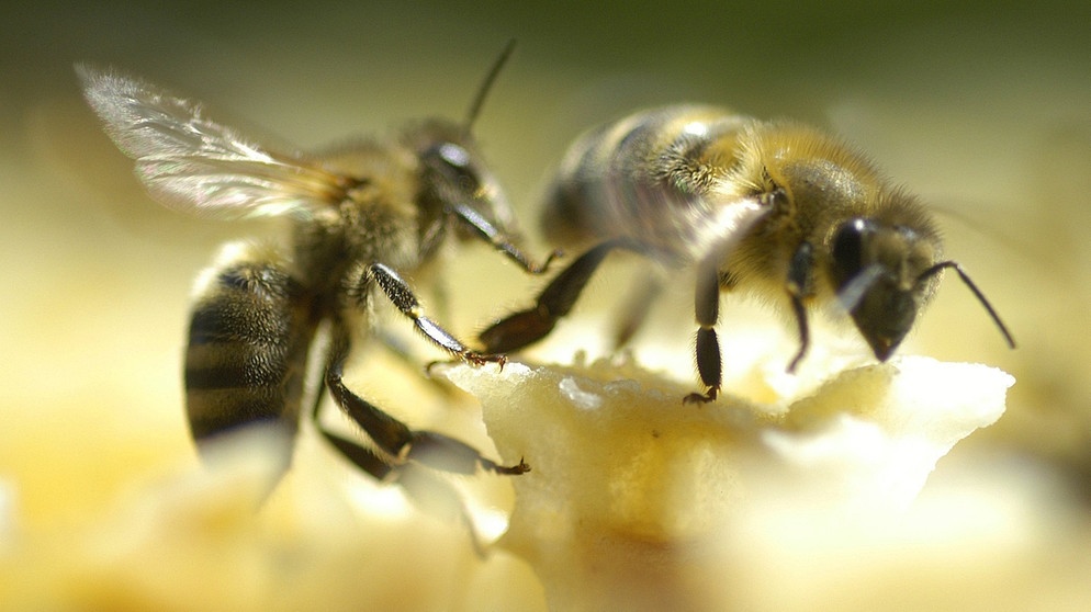 Zwei Honigbienen auf einer Blüte | Bild: picture-alliance/dpa