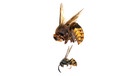 Hornissen-Königinnen werden bis zu 4 cm, Wespen-Königinnen höchstens halb so groß. | Bild: mauritius images / David Cole / Alamy