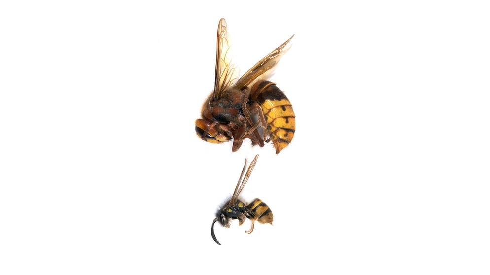 Hornissen-Königinnen werden bis zu 4 cm, Wespen-Königinnen höchstens halb so groß. | Bild: mauritius images / David Cole / Alamy