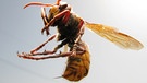 Die Hornissen-Weibchen haben einen 3 bis 4 Millimeter langen Stachel. | Bild: picture alliance / PIXSELL / Robert Anic