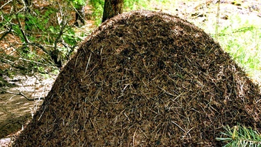 Ameisenhaufen der Kleinen Roten Waldameise | Bild: picture-alliance/dpa
