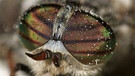 Verschiedene Arten von Insekten | Bild: picture-alliance/dpa