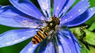 Verschiedene Arten von Insekten | Bild: picture-alliance/dpa