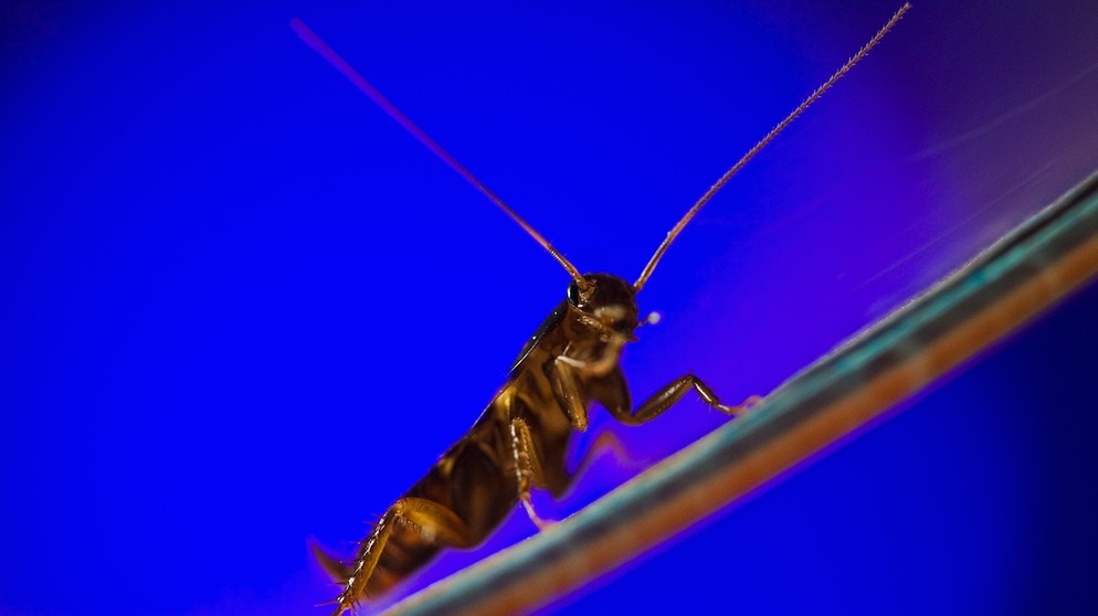 Dank gut geputzter Fühler können Kakerlaken besser riechen. | Bild: picture-alliance/dpa