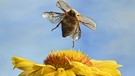 Junikäfer im Flug auf eine Kokardenblume | Bild: picture-alliance/dpa