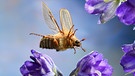 Junikäfer fliegt auf Blumen zu. Warum heißt der Käfer Junikäfer und wie erkennt man Junikäfer? Was unterscheidet sie von Maikäfern? Sind Junikäfer Schädlinge und sollte man sie bekämpfen? | Bild: picture alliance / imageBROKER | Andre Skonieczny