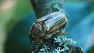 Junikäfer auf einem Zweig bei Dämmerung. Warum heißt der Käfer Junikäfer und wie erkennt man Junikäfer? Was unterscheidet sie von Maikäfern? Sind Junikäfer Schädlinge und sollte man sie bekämpfen? | Bild: picture-alliance/dpa