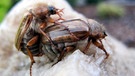 Zwei Junikäfer bei der Paarung. Warum heißt der Käfer Junikäfer und wie erkennt man Junikäfer? Was unterscheidet sie von Maikäfern? Sind Junikäfer Schädlinge und sollte man sie bekämpfen? | Bild: picture-alliance/dpa