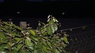 Junikäfer-Schwarm bei Nacht. Warum heißt der Käfer Junikäfer und wie erkennt man Junikäfer? Was unterscheidet sie von Maikäfern? Sind Junikäfer Schädlinge und sollte man sie bekämpfen? | Bild: picture-alliance/dpa