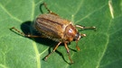 Junikäfer. Warum heißt der Käfer Junikäfer und wie erkennt man Junikäfer? Was unterscheidet sie von Maikäfern? Sind Junikäfer Schädlinge und sollte man sie bekämpfen? | Bild: picture-alliance/dpa