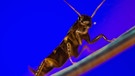 Kakerlake auf einer Schräge | Bild: picture-alliance/dpa