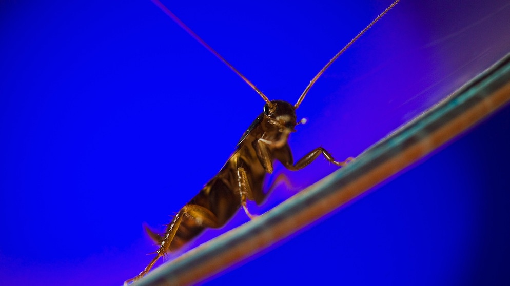 Kakerlake auf einer Schräge | Bild: picture-alliance/dpa