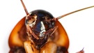 Eine auf dem Rücken liegende Kakerlake | Bild: colourbox.com