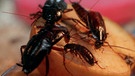Kakerlaken tun sich an einem Apfel gütlich | Bild: picture-alliance/dpa